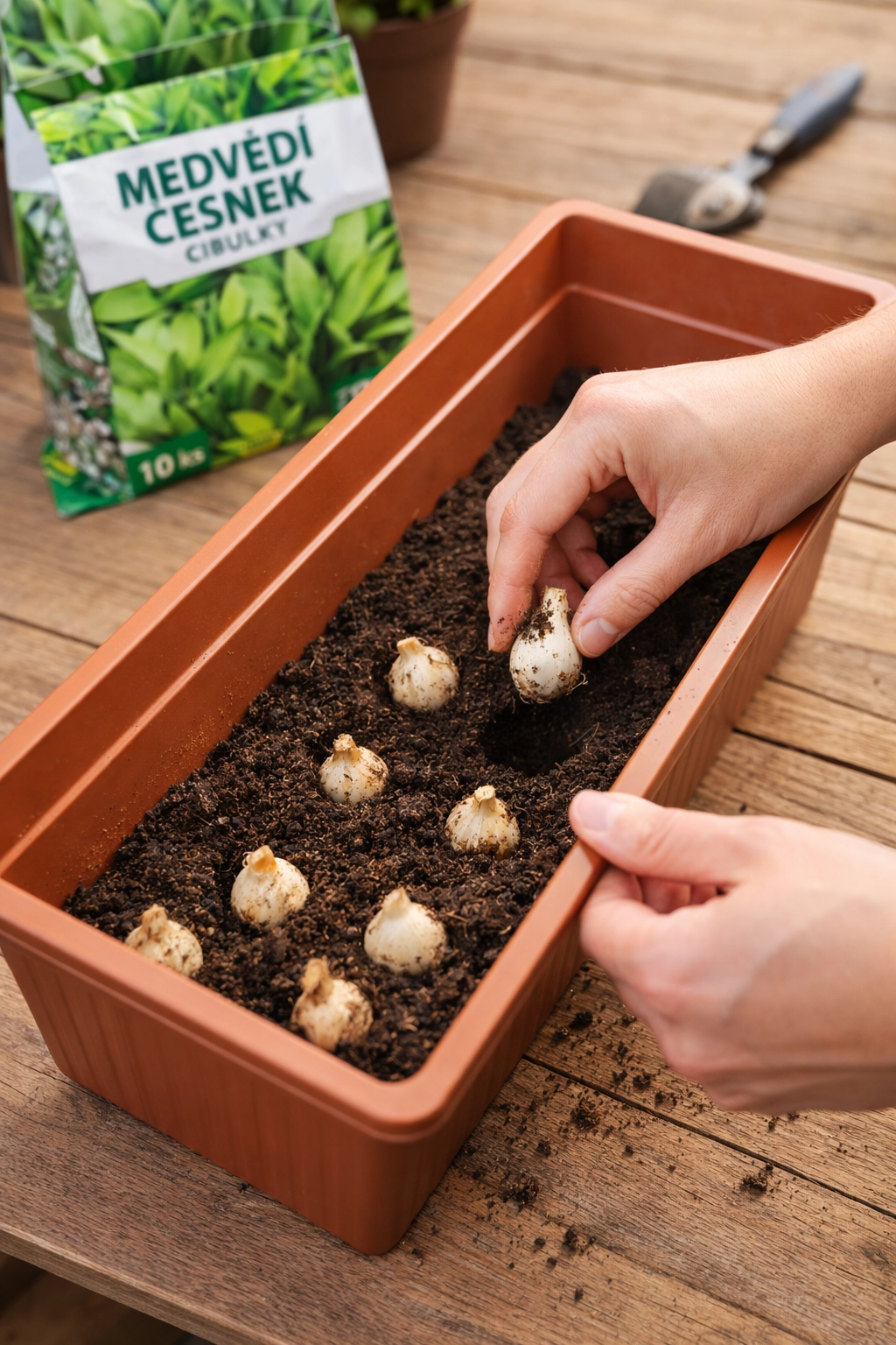 Správná hloubka a&nbsp;rozestupy při&nbsp;výsadbě medvědího česneku v&nbsp;nádobě.