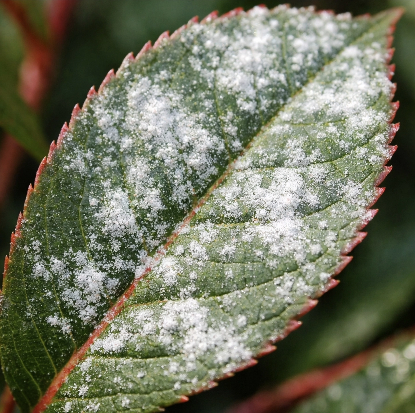 Fotografie listu blýskavky (Photinia) napadeného padlím, bílý práškový povlak na&nbsp;povrchu listu, detail struktury listu a&nbsp;žilnatiny, přirozené zahradní světlo, detailní botanická fotografie choroby listů blýskavky.
