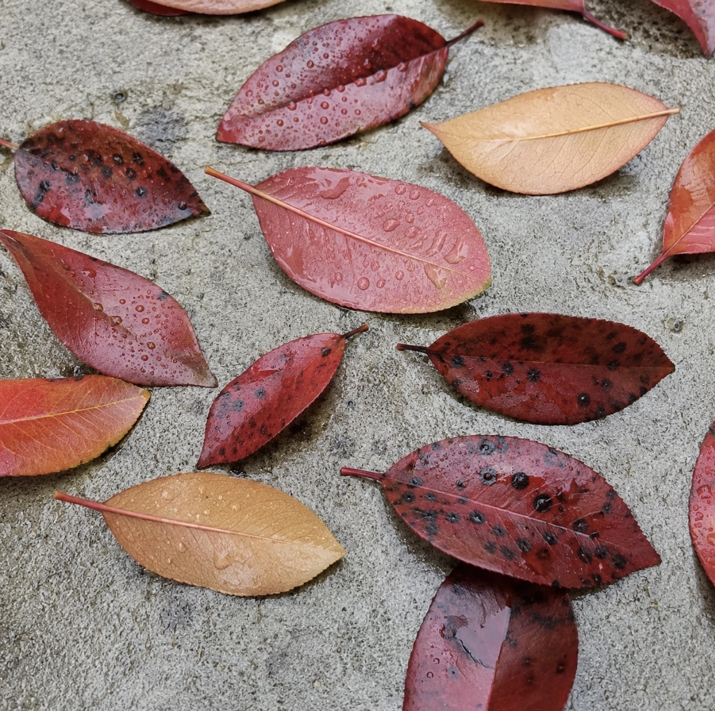 detailní pohled shora na&nbsp;spadané listy blýskavky Photinia Red Robin na&nbsp;světlé betonové dlažbě po&nbsp;dešti, část listů žlutohnědá bez skvrn, část listů s&nbsp;drobnými tmavě hnědými až černými skvrnami