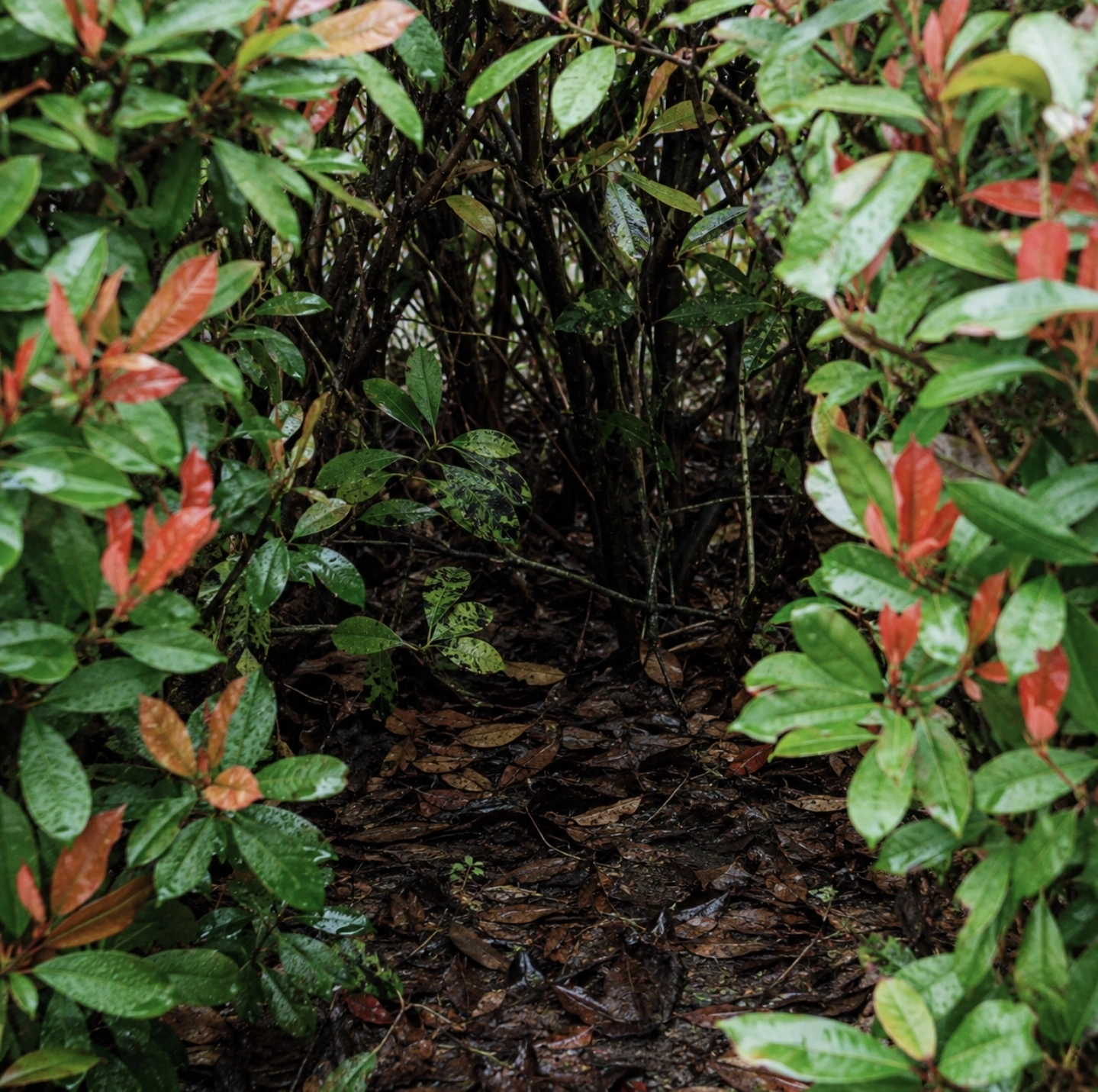 rozhrnutý živý plot z&nbsp;blýskavky Photinia Red Robin, uvnitř keře viditelné tmavě skvrnité listy, dole pod&nbsp;rostlinou vlhké spadané listí, tmavší půda, husté větve bez dobrého proudění vzduchu