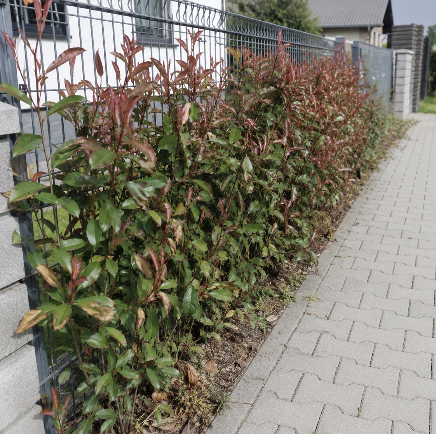 fotografie české předzahrádky s&nbsp;živým plotem z&nbsp;Photinia Red Robin vysazeným v&nbsp;úzkém záhonu mezi kovovým plotem a&nbsp;světlou zámkovou dlažbou, viditelný omezený prostor pro kořeny, několik listů se&nbsp;suchými okraji