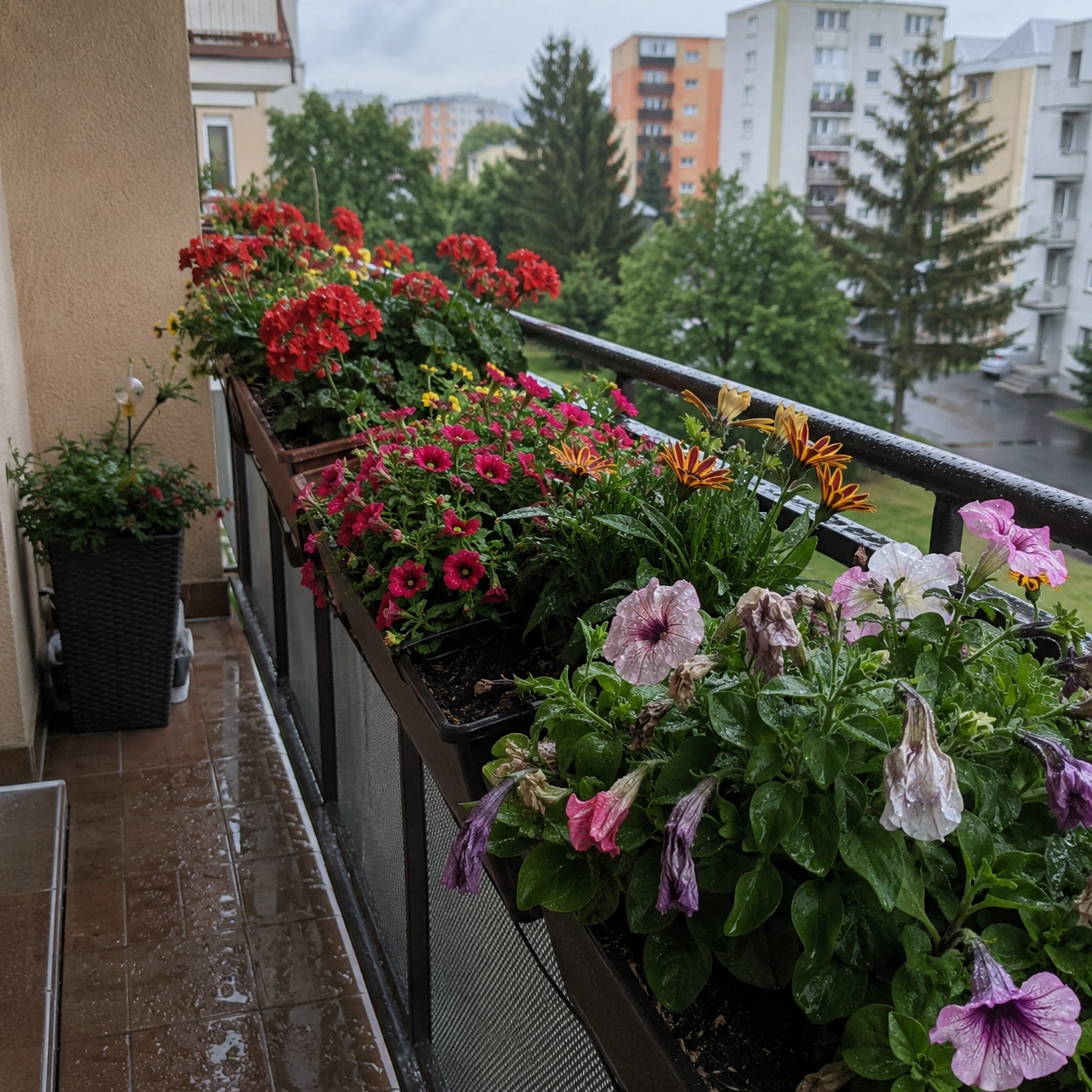 Balkonové květiny po&nbsp;letní bouřce s&nbsp;mokrými listy, muškáty, gazániemi a&nbsp;poškozenými petúniemi