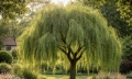 Převislá vrba: 7&nbsp;chyb při&nbsp;pěstování, které ji mohou zničit