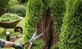 Thuja Smaragd hluboký řez: kdy ji zachráníte a kdy zničíte