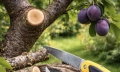 Prořezávání švestek: kdy řezat, aby strom neonemocněl