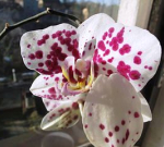 Zalévání orchidejí