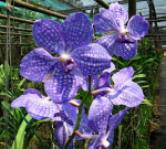 Hnojení orchidejí