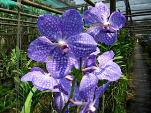Hnojení orchidejí