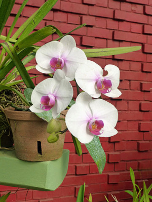 Přesazování orchidejí