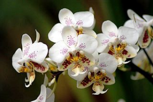 Nejoblíbenější orchidej - Pahaenopsis