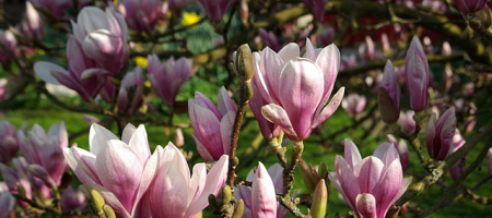 Druhy kvetoucích keřů magnolia
