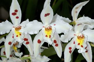Péče o orchideje po odkvětu
