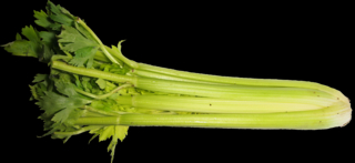 Celerová pomazánka