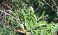 Kaktus rhipsalis