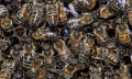 PSNV - Pracovní společnost nástavkových včelařů