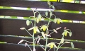 Albuca spiralis