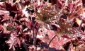 Heuchera americana