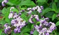 Heliotropium