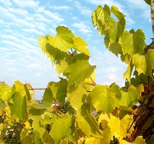 Příznaky nedostatku dusíku