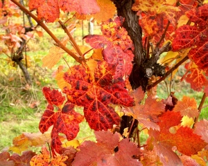 Vybarvování listů po rozkladu chlorofylu u modré odrůdy